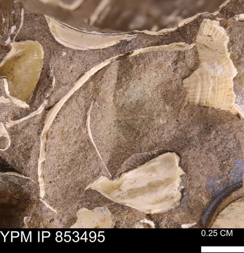 Limopsis striatopunctatus