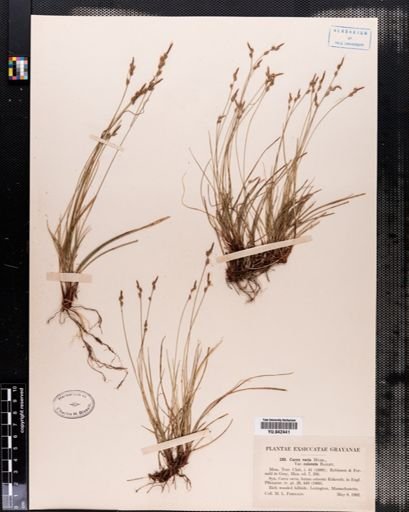 Carex