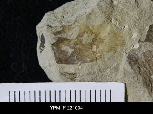 Hexapoda