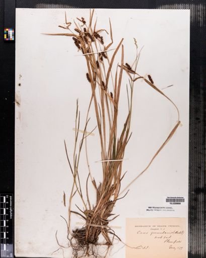 Carex granularis