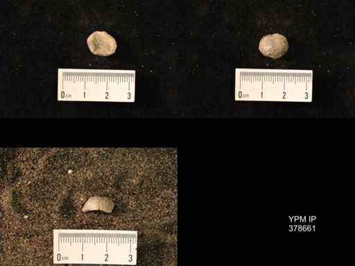 Marginifera wabashensis