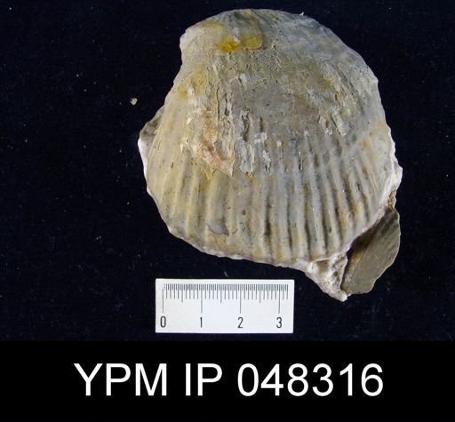 Isorthis arcuaria