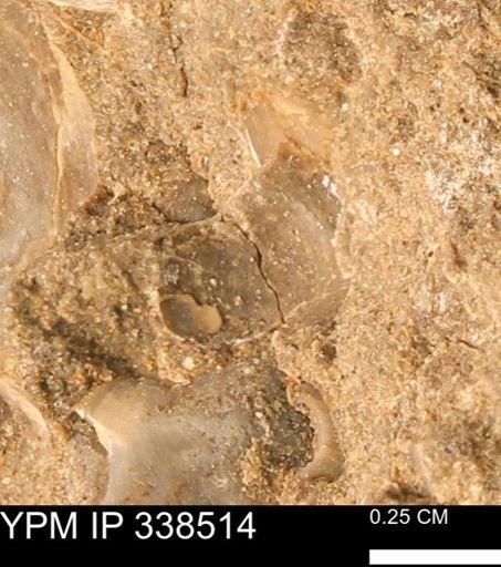 Protocardia subquadrata