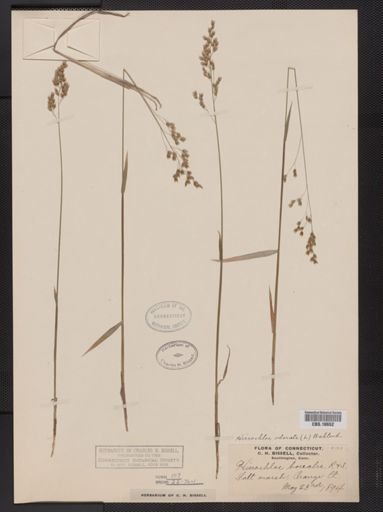Anthoxanthum nitens