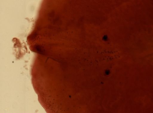 Stylochus frontalis