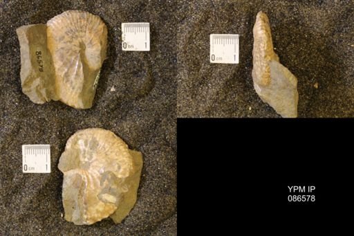 Hoploscaphites birkelundi