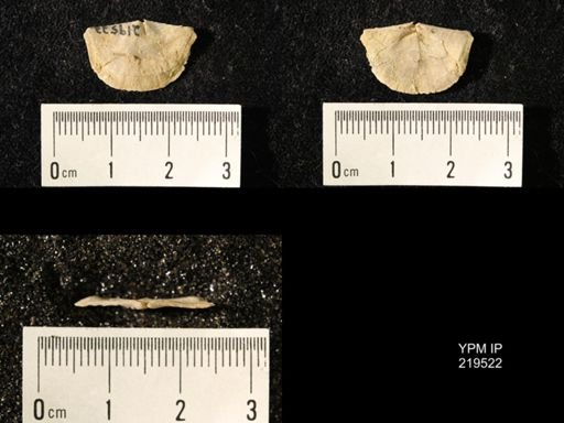 Chonetes granulifer