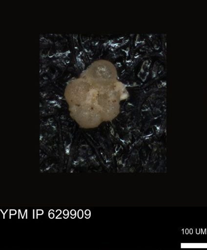 undet. Foraminiferida
