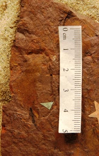 Plantae