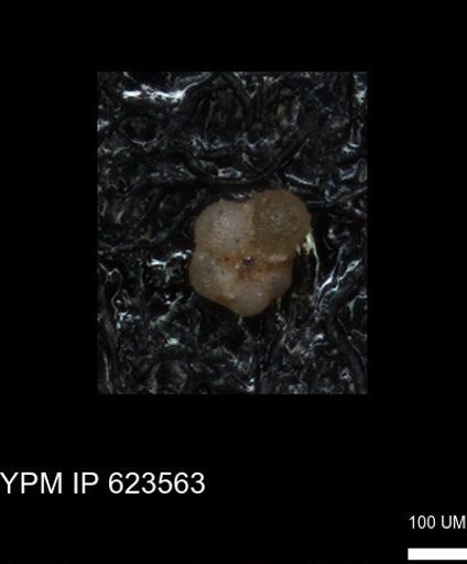 undet. Globigerinina