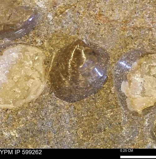 Protocardia subquadrata