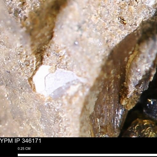 undet. Mollusca