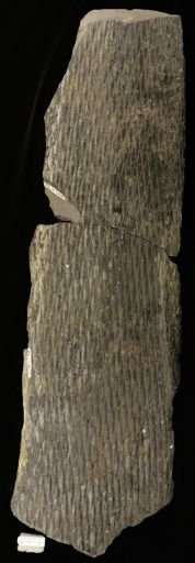 Lepidodendron sp.
