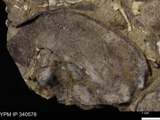 Ostrea glabra