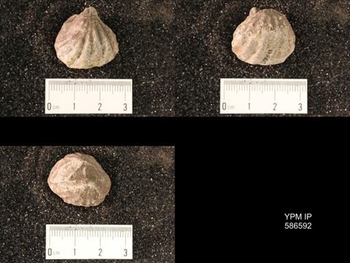 Meekella striatocostata
