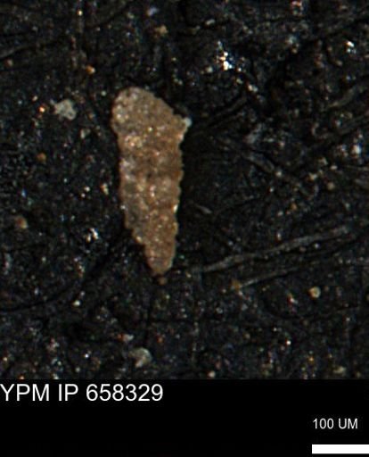 Verneuilinoides kansasensis