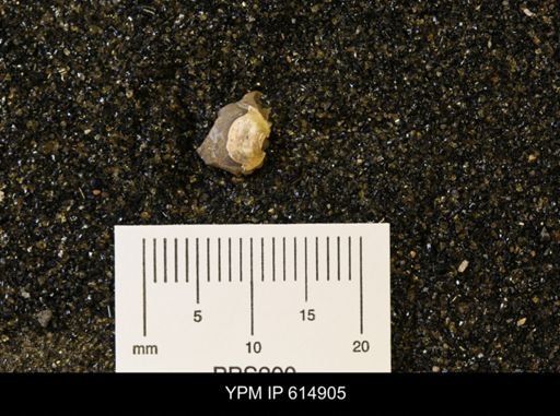 Protocardia sp.