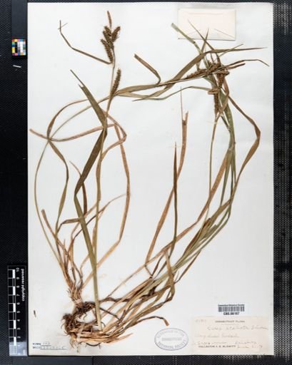 Carex scabrata