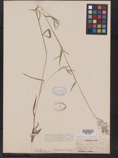 Panicum lanuginosum