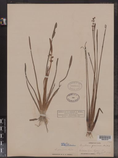 Sagittaria graminea