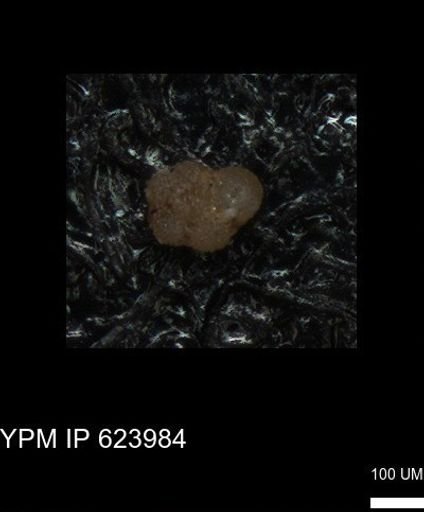 undet. Foraminiferida