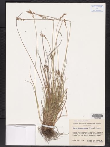 Carex brunnescens
