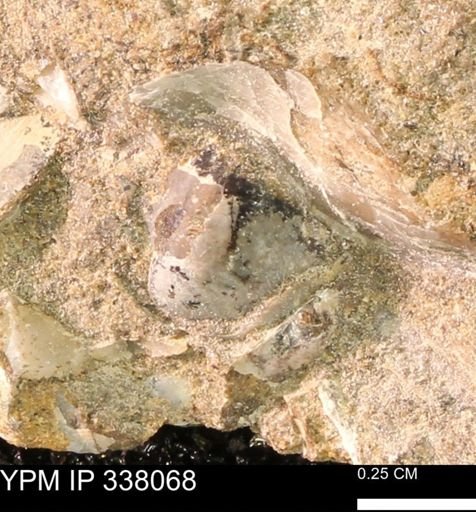 undet. Bivalvia