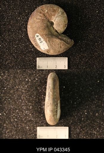 Hoploscaphites nicolletii