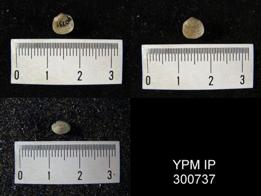 Rhipidomella hybrida