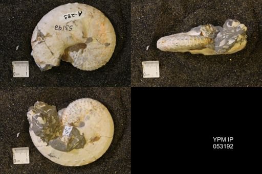 Discoscaphites conradi