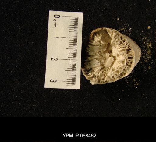 Chonophyllum sp.