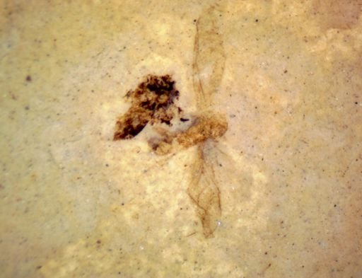 undet. Hexapoda