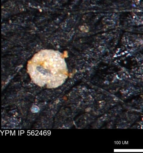 Coccolthiophyceae