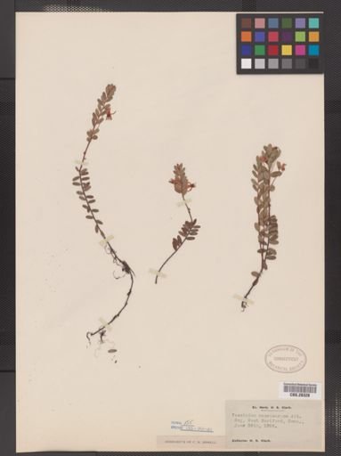 Vaccinium macrocarpon