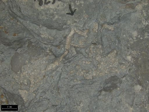 Aplocoma damesii