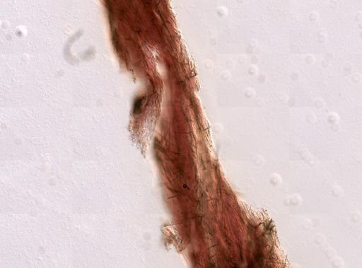 Cliona sp.