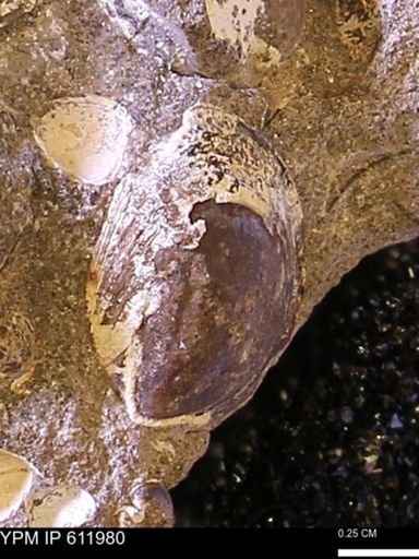 Protocardia subquadrata