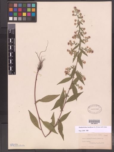 Symphyotrichum lateriflorum