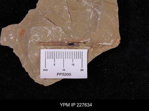 Ichnofossil