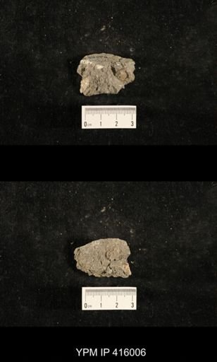 Myalina sp.; fragments of