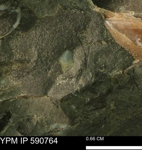 undet. Bivalvia