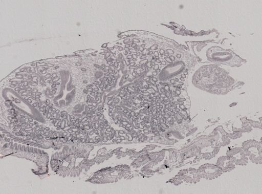 Crassostrea virginica