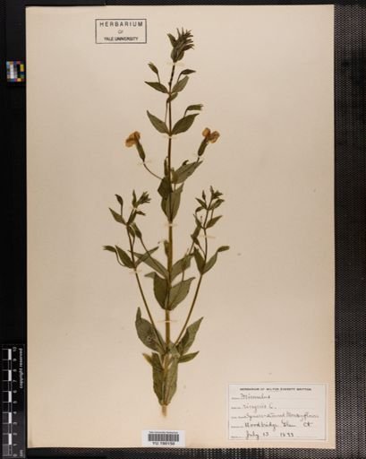 Plantae