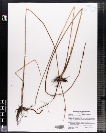Scirpus torreyi