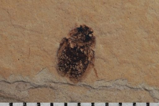 undet. Coleoptera