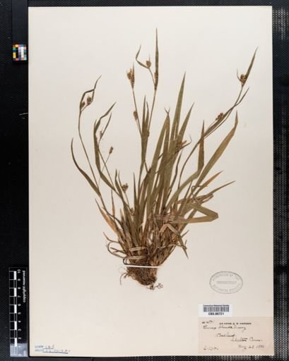 Carex blanda