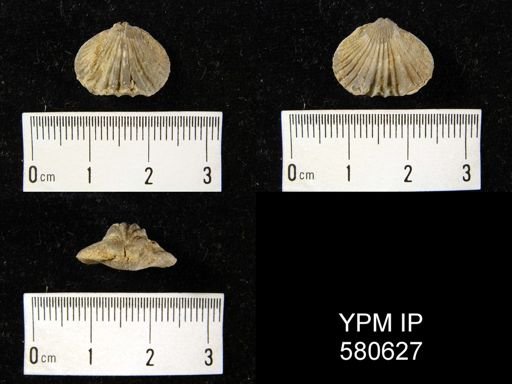 Rhynchotrema sp.