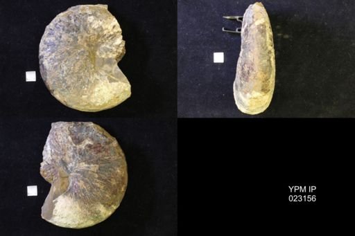 Jeletzkytes nebrascensis
