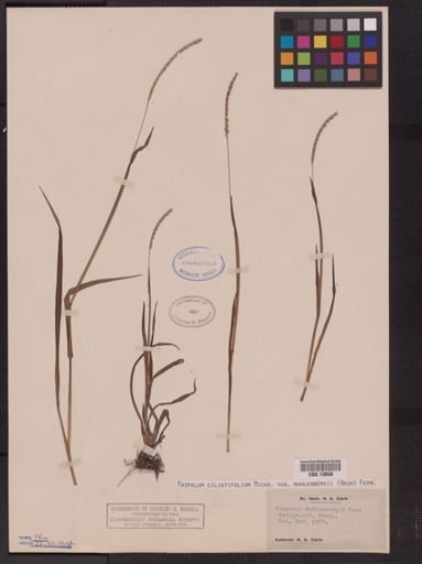 Paspalum ciliatifolium