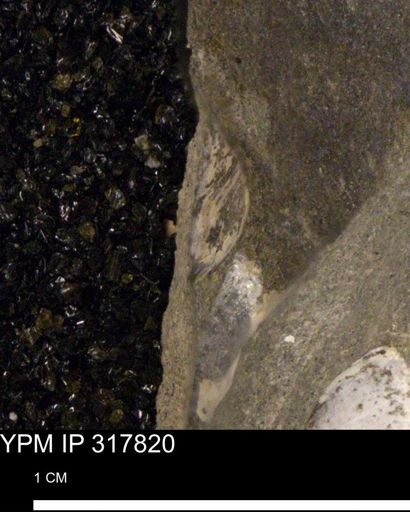undet. Mollusca